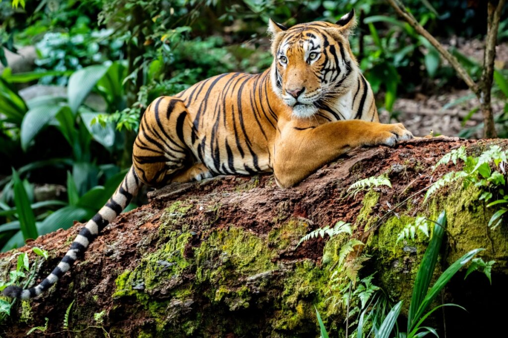 7 diferenças entre gatos domésticos e felinos selvagens 