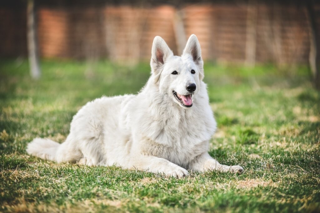 6 raças de cachorro grandes e brancas 