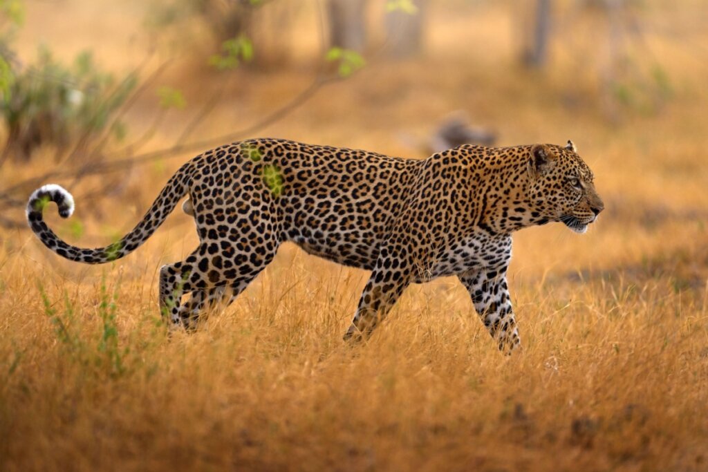 7 diferenças entre o leopardo e a onça-pintada 