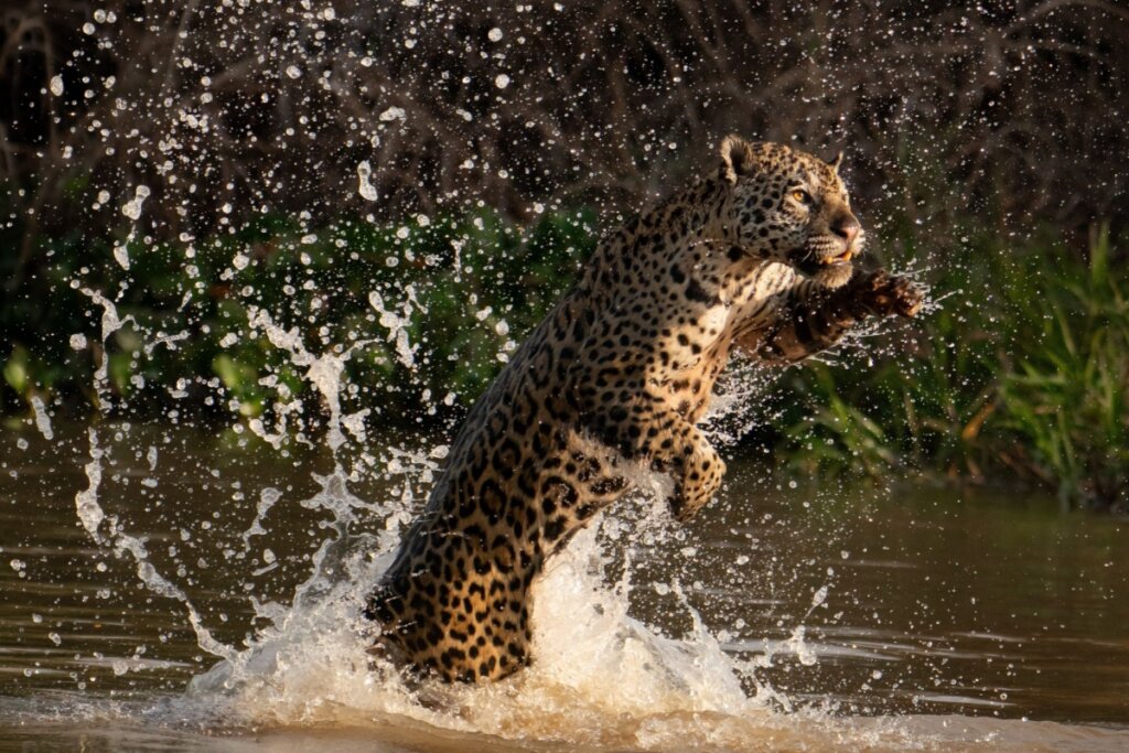 Onça-pintada saltando de um rio no Pantanal, Brasil. O felino está posicionado diagonalmente no ar, com o corpo arqueado e as patas dianteiras estendidas para a frente em pleno esforço de caça. Milhares de gotículas de água explodem ao redor do animal, criando um efeito dinâmico e brilhante contra o fundo verde e sombreado da vegetação. A luz incide sobre a pelagem, destacando o padrão de rosetas pretas e a musculatura do predador em movimento.