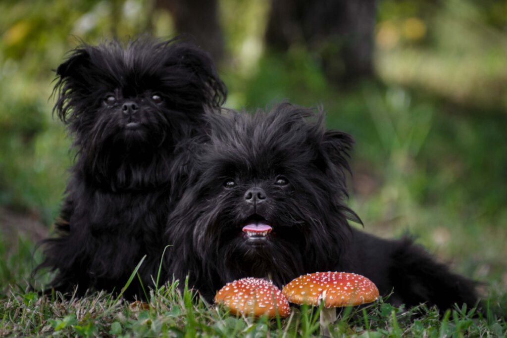 7 raças de cachorro pequenas e pretas 