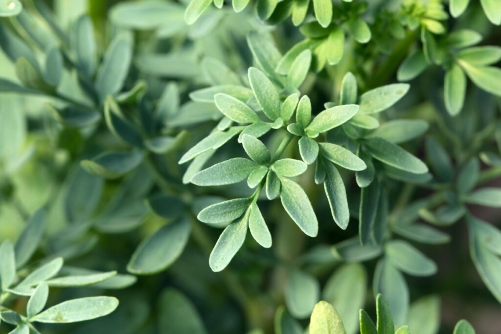 6 plantas que trazem sorte e proteção para a sua casa