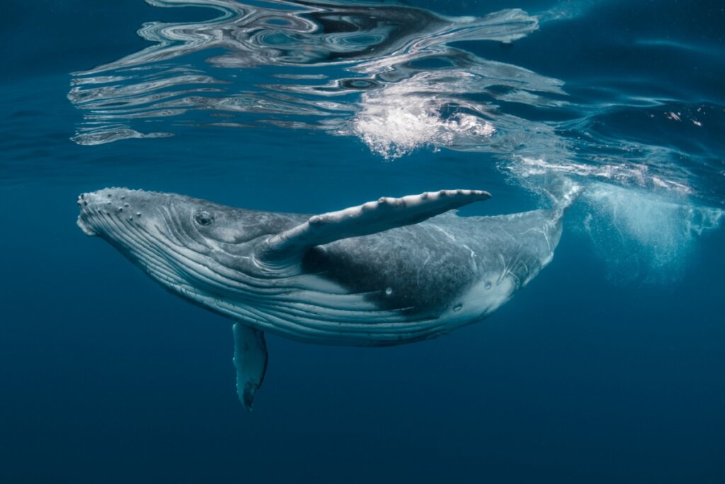 Baleia-jubarte: 7 curiosidades sobre a gigante do oceano 