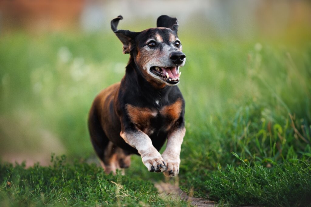 7 sinais de que seu cachorro pode ter TDAH