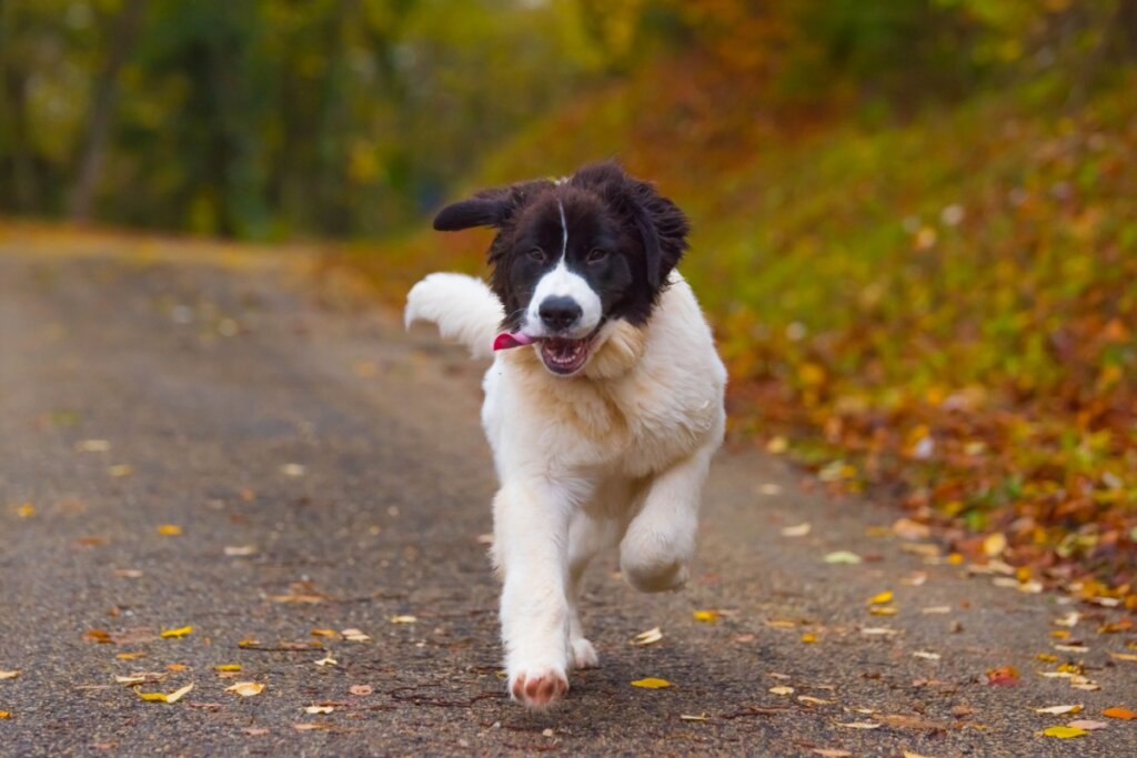 Landseer: conheça as características dessa raça de cachorro 