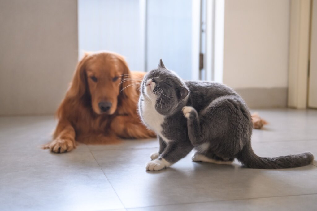 Banho em pets: 4 cuidados para manter a higiene sem prejudicar a saúde