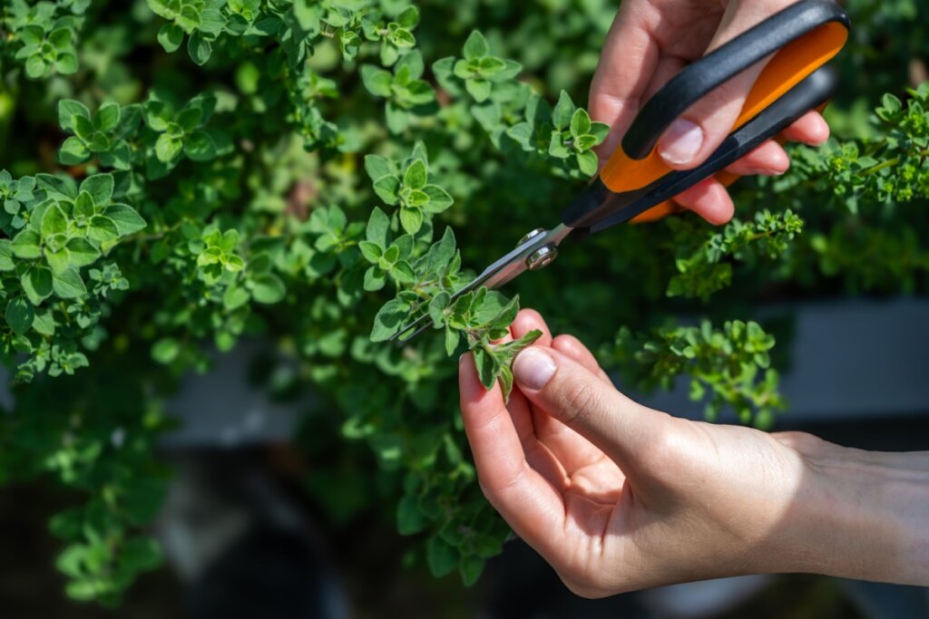 Orégano: benefícios da erva aromática e dicas para cultivar em casa