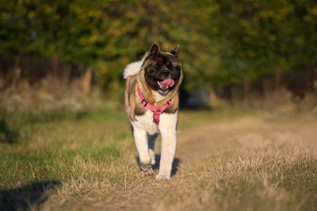 Akita americano: conheça as características do cachorro dessa raça 