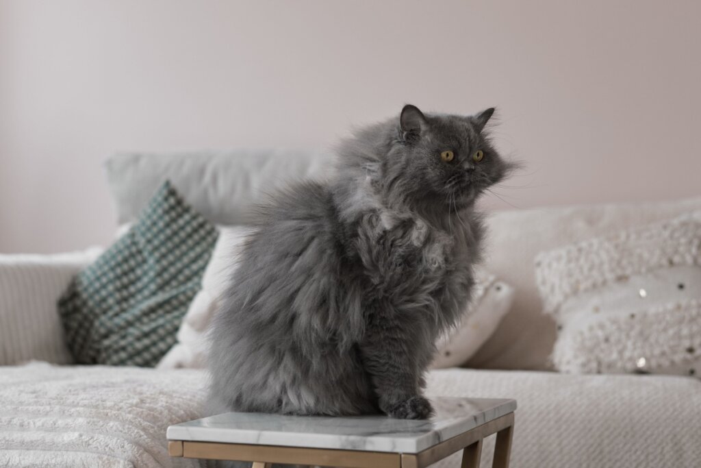 Gato persa, com pelagem cinza, sentado em cima de um banco de madeira em uma sala de estar