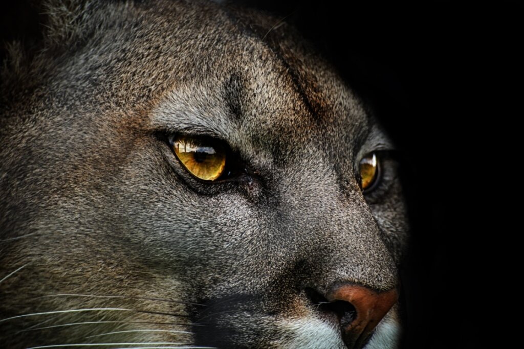 Puma: 10 curiosidades incríveis sobre esse felino