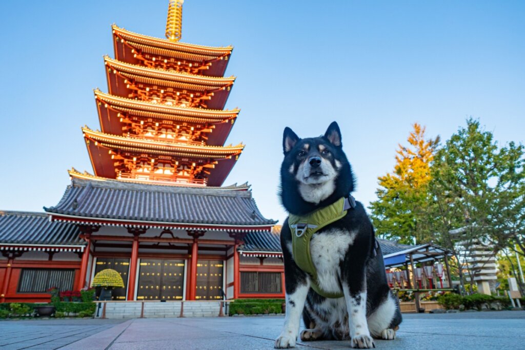 10 nomes para cachorro inspirados em lugares do mundo 