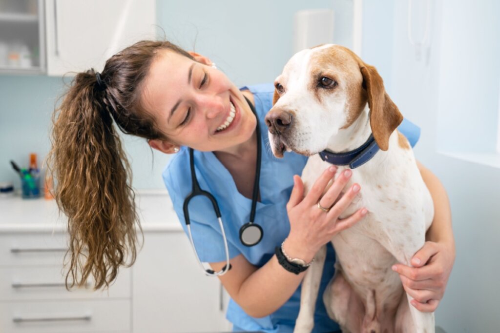 Leishmaniose Visceral Canina: conheça os sintomas da doença e as formas de transmissão