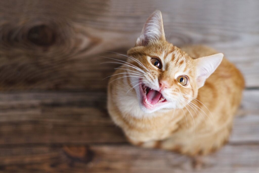 Gato miando muito: o que pode ser? 
