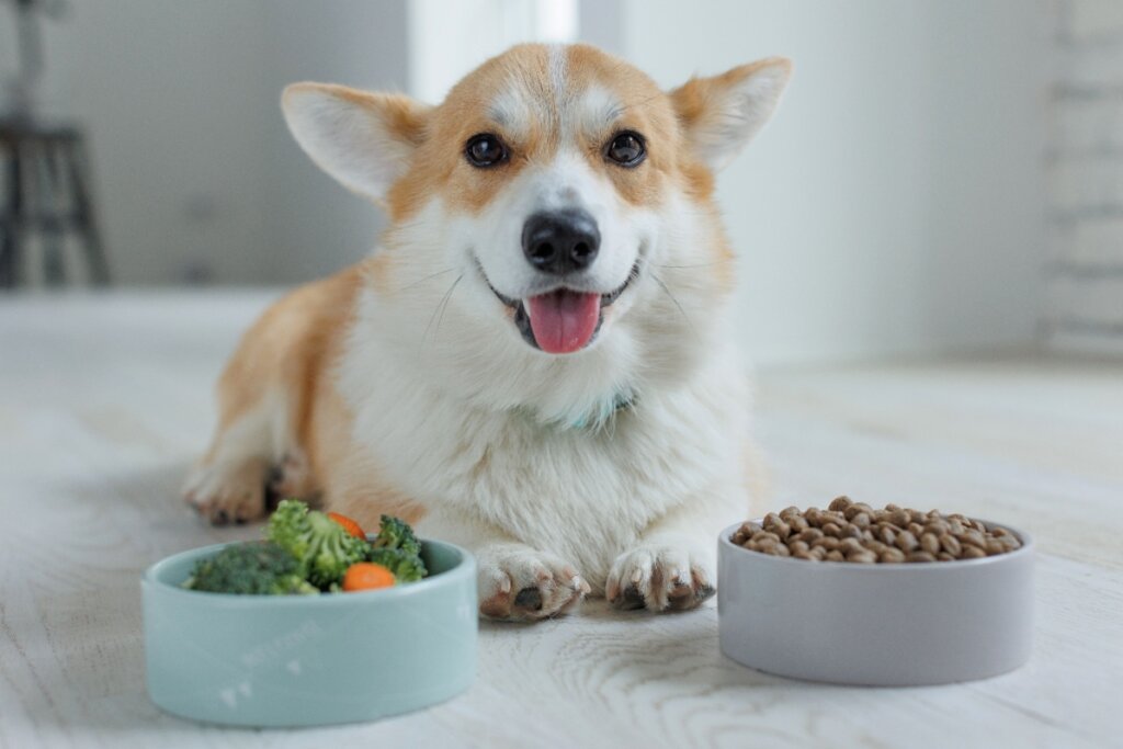 5 alimentos humanos proibidos para animais de estimação