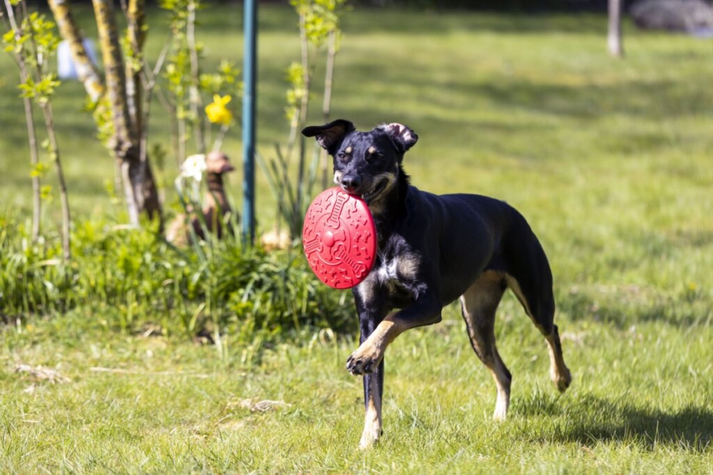 Manchester terrier: conheça as características do cachorro dessa raça 