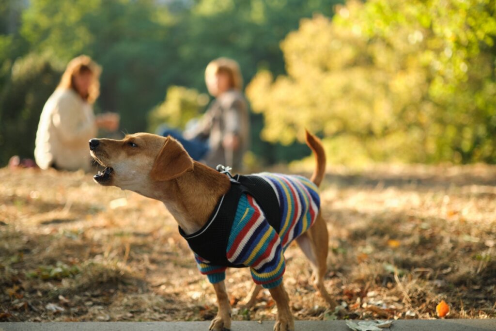 Cachorro latindo muito: o que pode ser? 