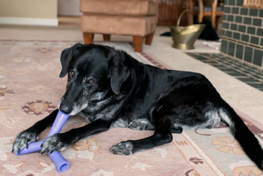 Cachorro com medo de chuva: 6 dicas para ajudar o seu animal 