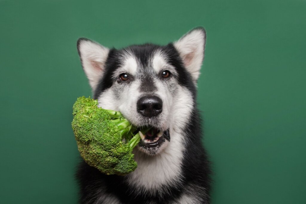 Alimentação animal: como adaptar a dieta em cada fase da vida do pet