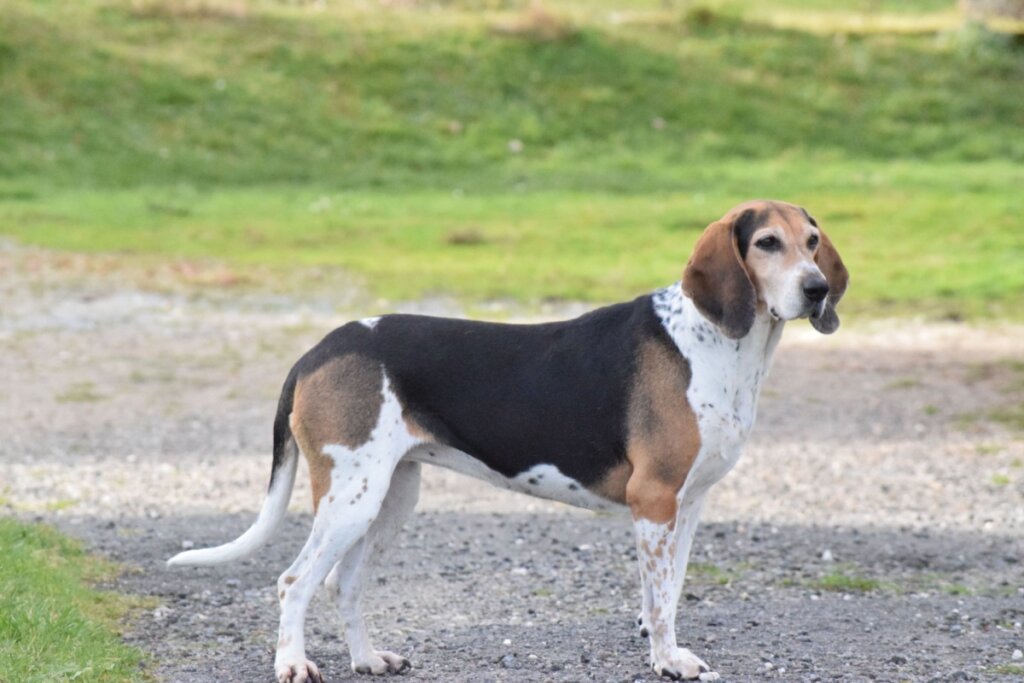 Beagle harrier: conheça as características dessa raça de cachorro 
