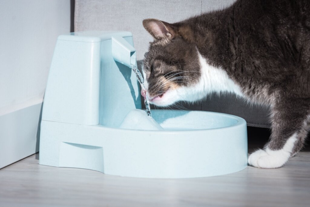 Doenças renais em gatos: conheça os sintomas e as formas de prevenção