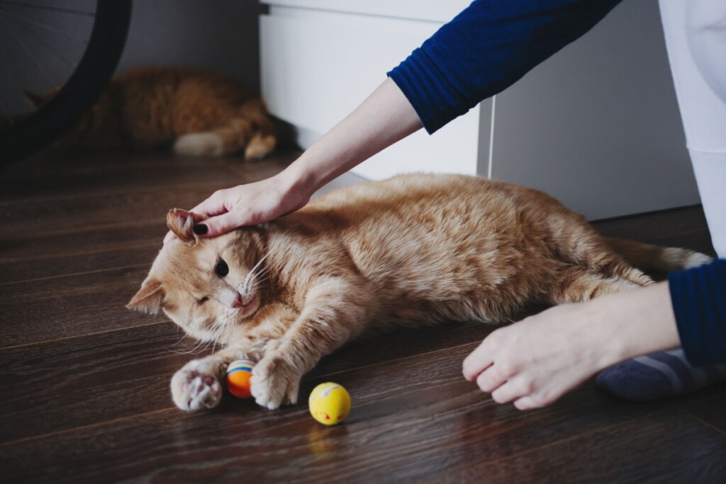 Gato arisco: 7 dicas para melhorar o comportamento do animal 
