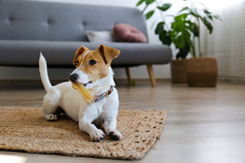 Grupo terrier: 7 raças de cachorro com muita energia 