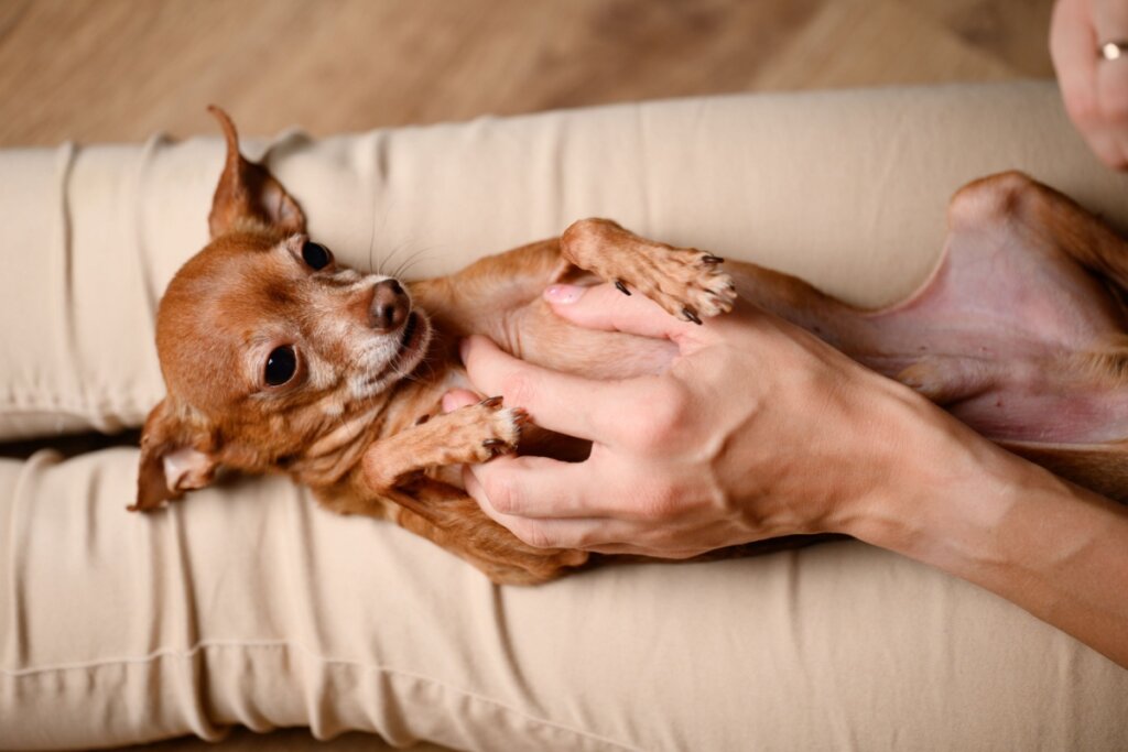 Cachorro sente cócegas? Descubra