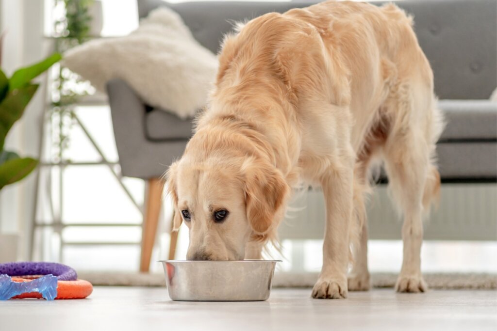 Por que cachorro enterra comida? Descubra os motivos 