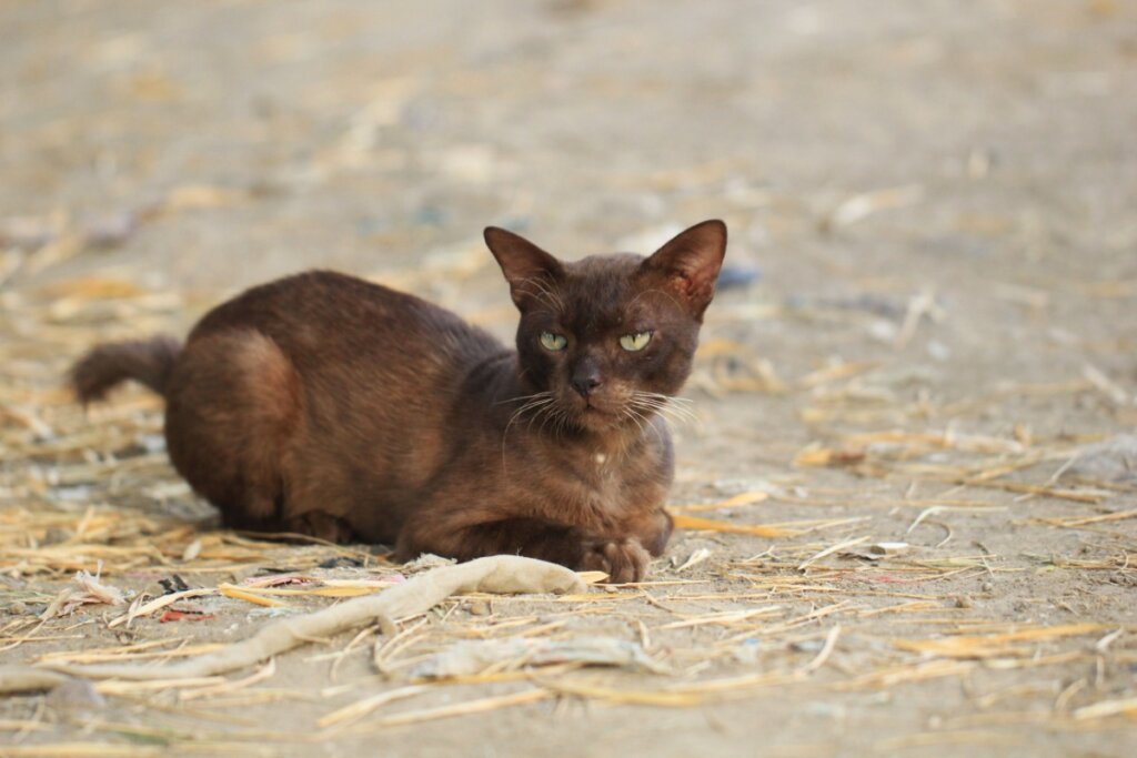 Gato marrom: 6 raças que se destacam pela cor da pelagem