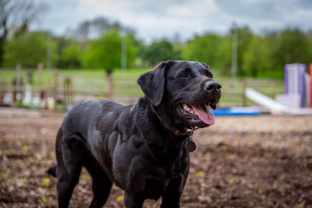 7 raças de cachorro grandes e pretas 