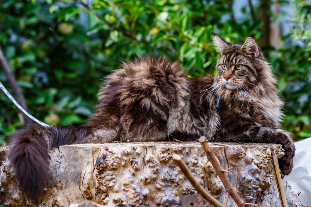 Maine coon, com pelagem densa e marrom, deitado em um tronco de árvore 