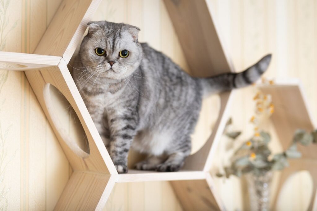 Gato scottish fold, com pelagem cinza e preta listrada, em pé em um brinquedo de madeira 