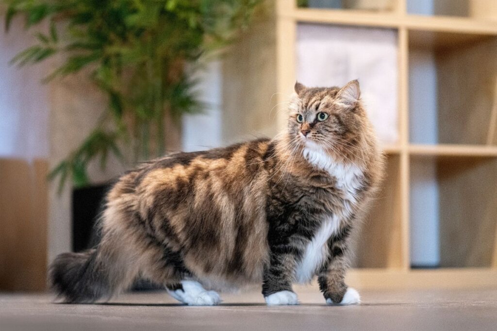Gato siberiano, com pelagem densa, bege, preta e listrada, em pé em uma sala 