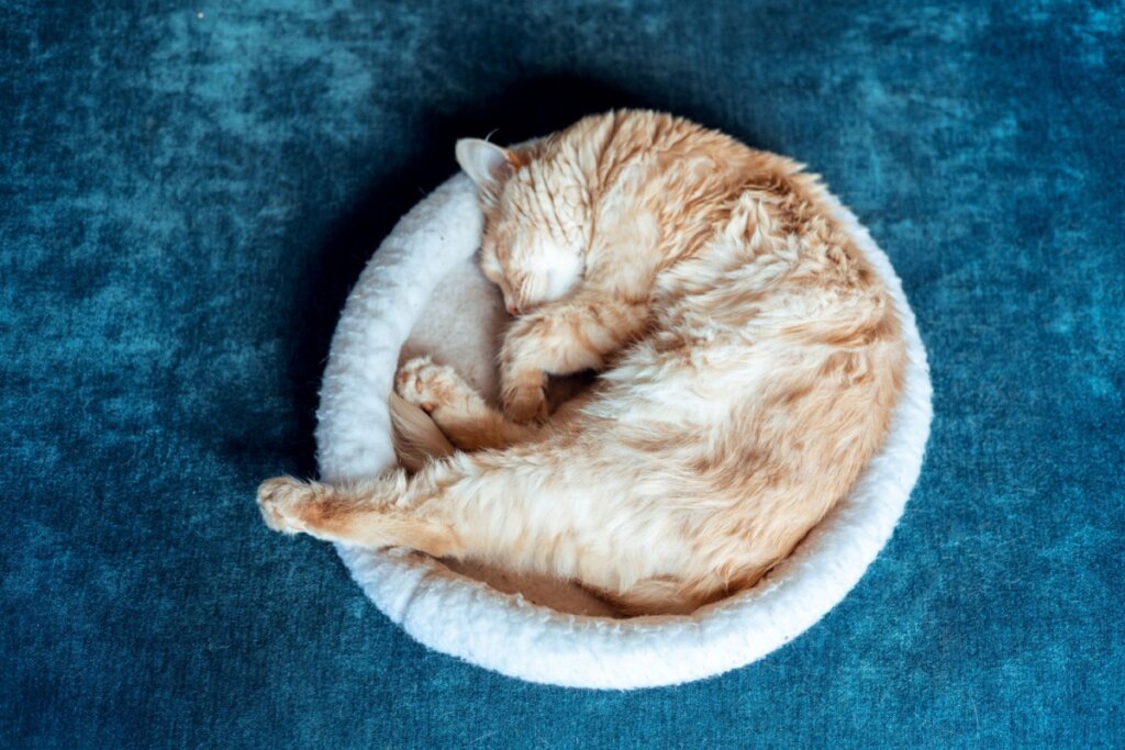 8 curiosidades sobre o sono dos gatos que vão te surpreender
