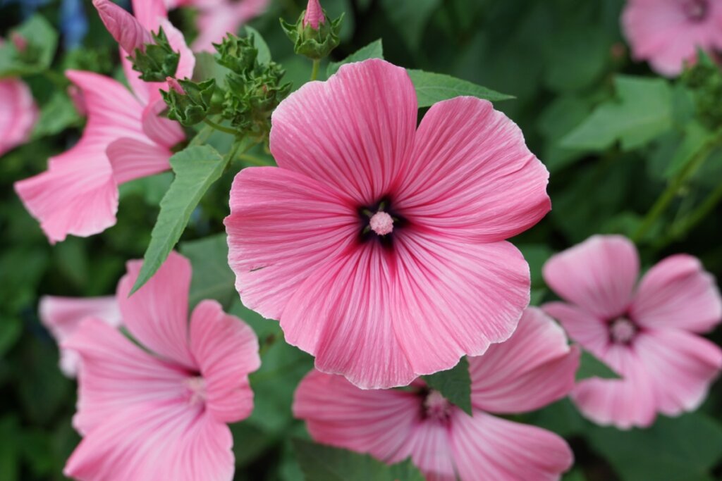 O que plantar em maio: hortaliças e flores ideais para cultivar no mês