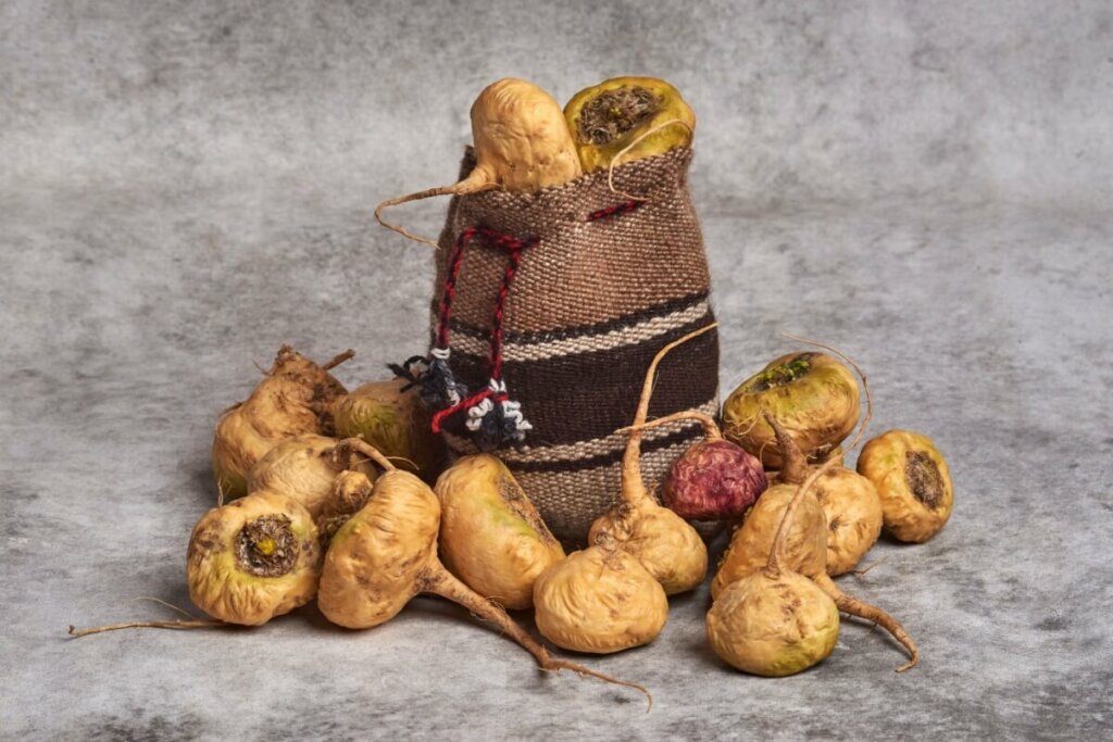 Maca peruana em saco de estopa com raízes de maca peruana ao redor