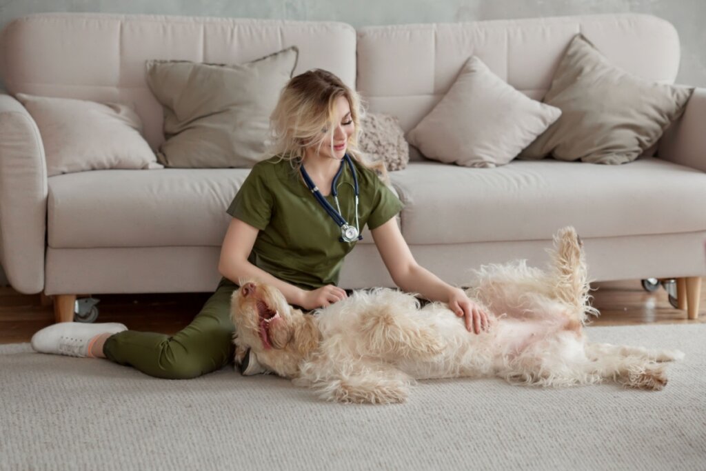 Osso para cachorro: 5 perigos do alimento para o animal