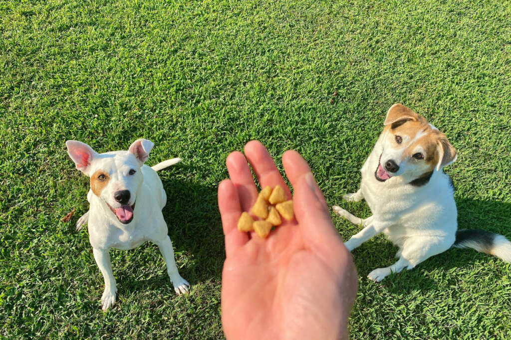 5 técnicas infalíveis para ensinar comandos básicos ao seu cachorro