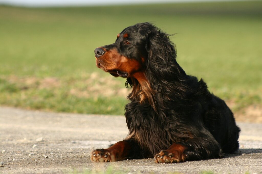 Setter gordon: conheça as características do cachorro dessa raça  
