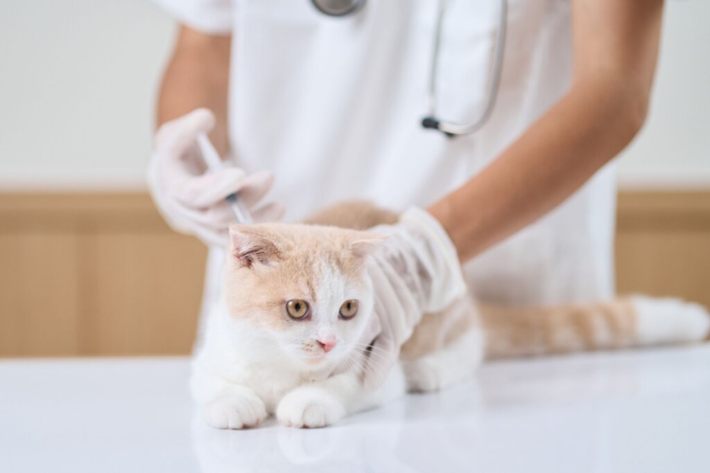 8 motivos para vacinar o seu animal contra a raiva 