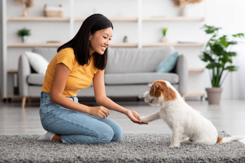 Frio chegando: 5 cuidados para evitar ansiedade e estresse em cães