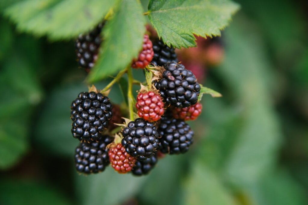 Rica em antioxidantes: conheça os benefícios da amora para a saúde