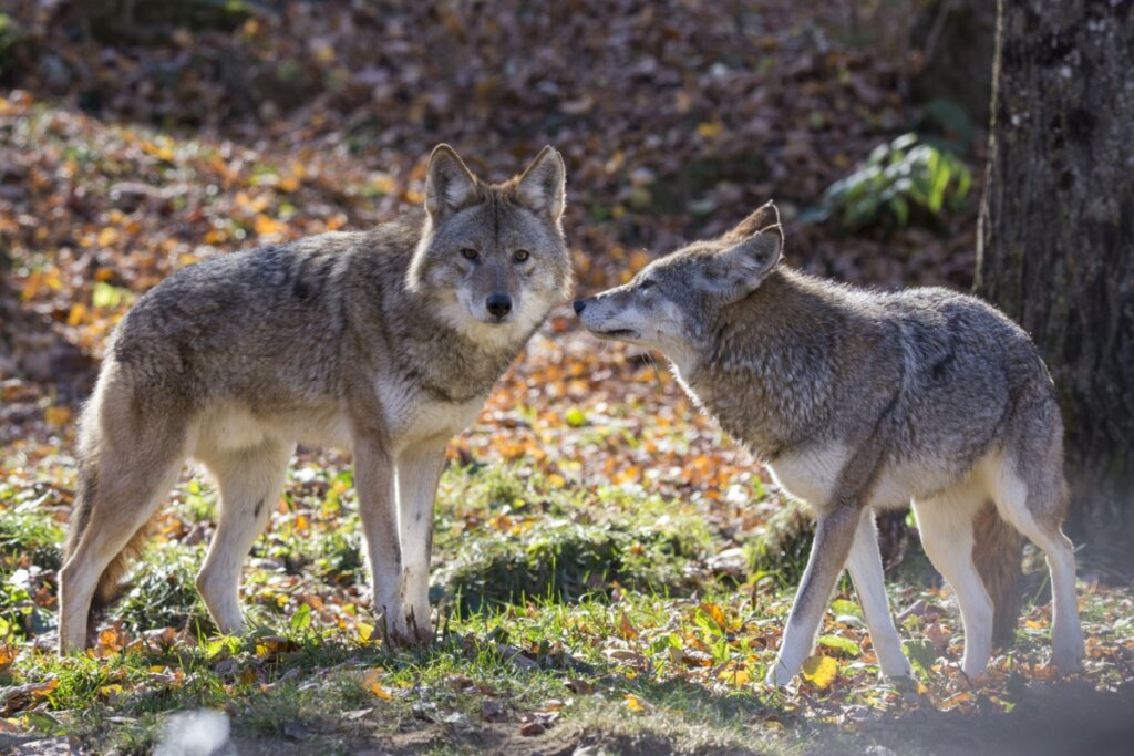 Coiotes: 7 curiosidades sobre esses animais 