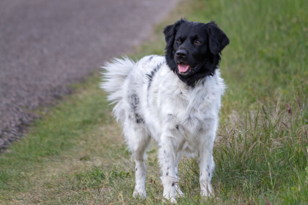Stabyhoun: conheça as características do cachorro dessa raça