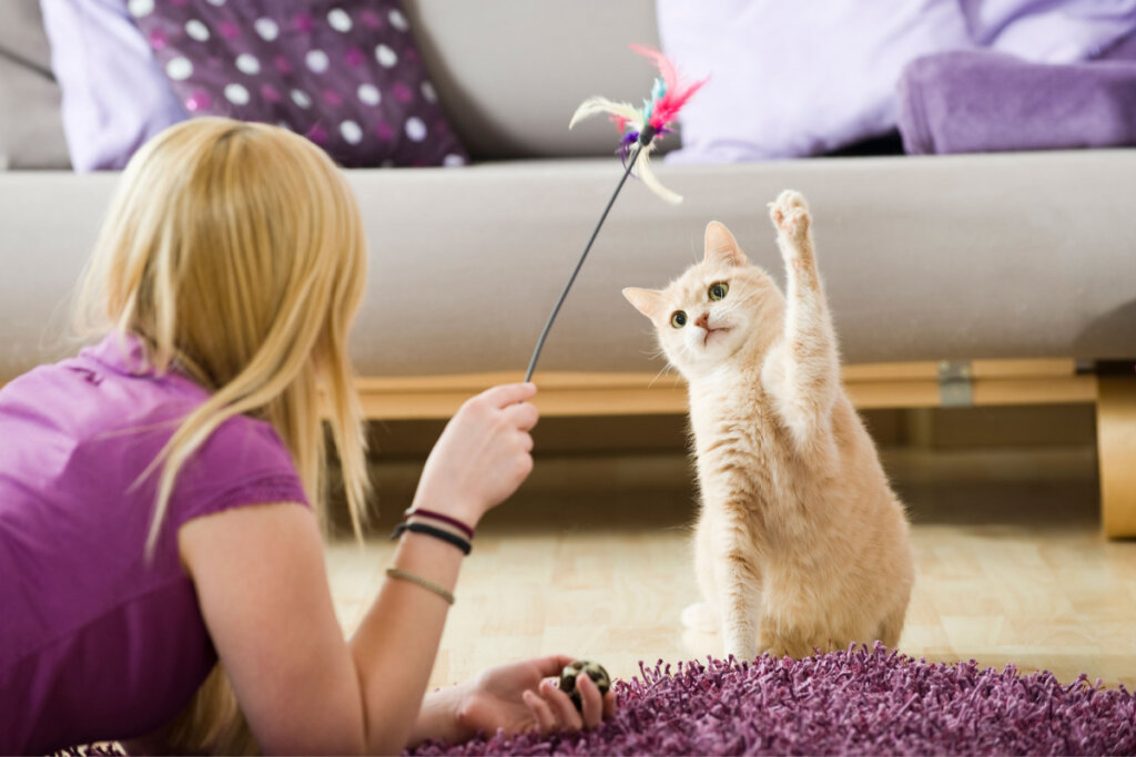 7 dicas para gastar a energia do gato em casa 