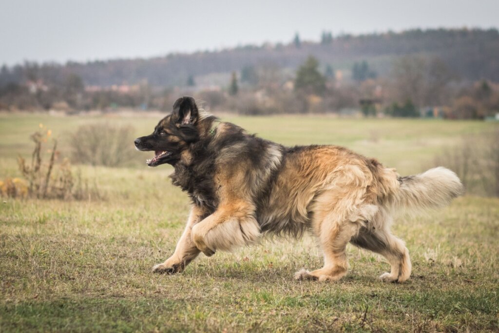 Leonberger: conheça as características do cachorro dessa raça 