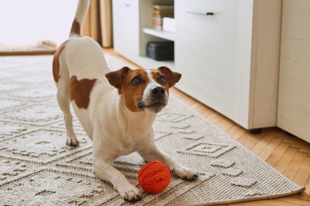 Como os cachorros enxergam? 7 curiosidades sobre a visão deles 