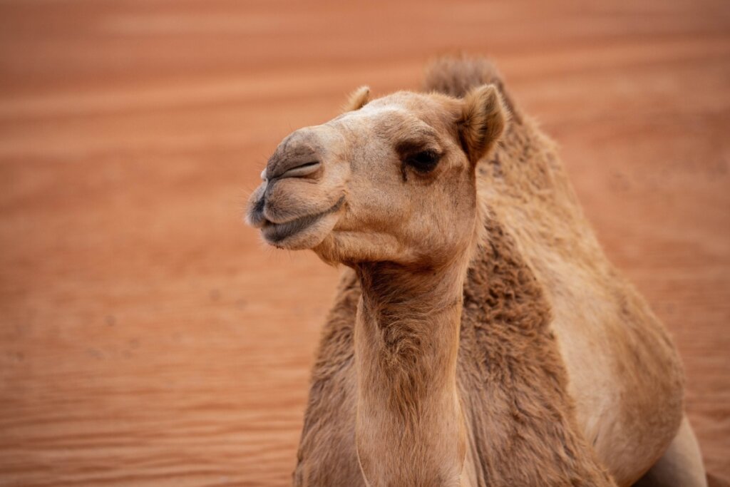 Camelos: 8 curiosidades sobre esses animais do deserto 