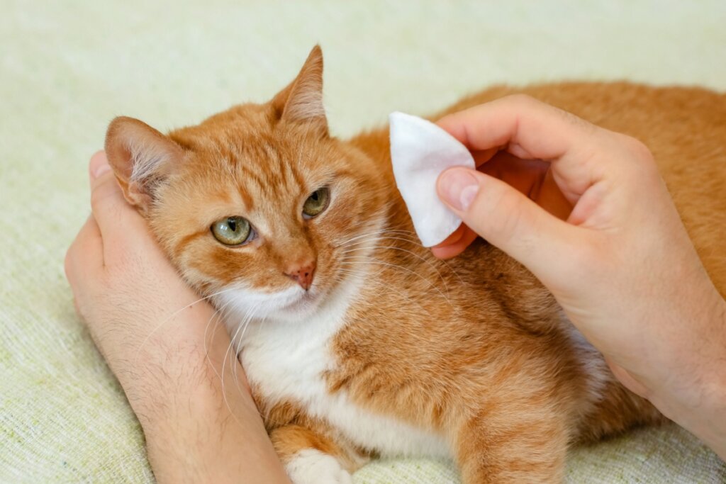 Veja como manter a saúde dos olhos do seu animal de estimação