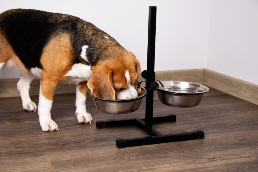 Cachorro sem fome: 6 dicas para melhorar o apetite do animal 